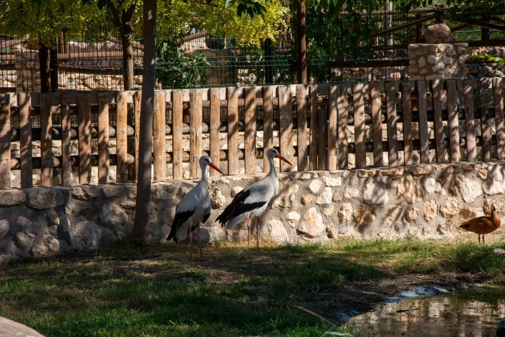 Zoo de Lillo 03-09-2022