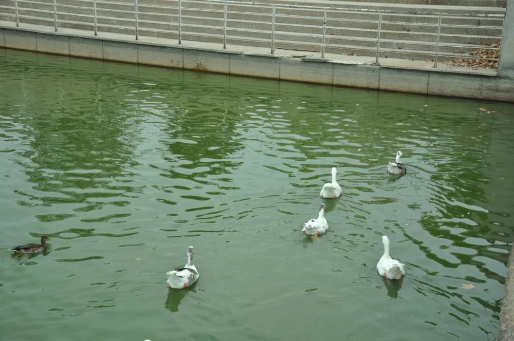 parque Polvoranca (Leganes) 30-08-2014