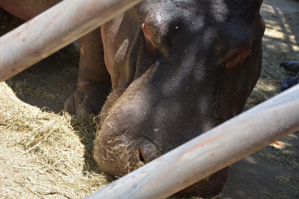 zoo 07-07-2018