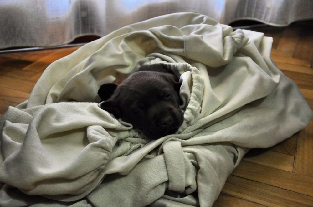 baby Conan