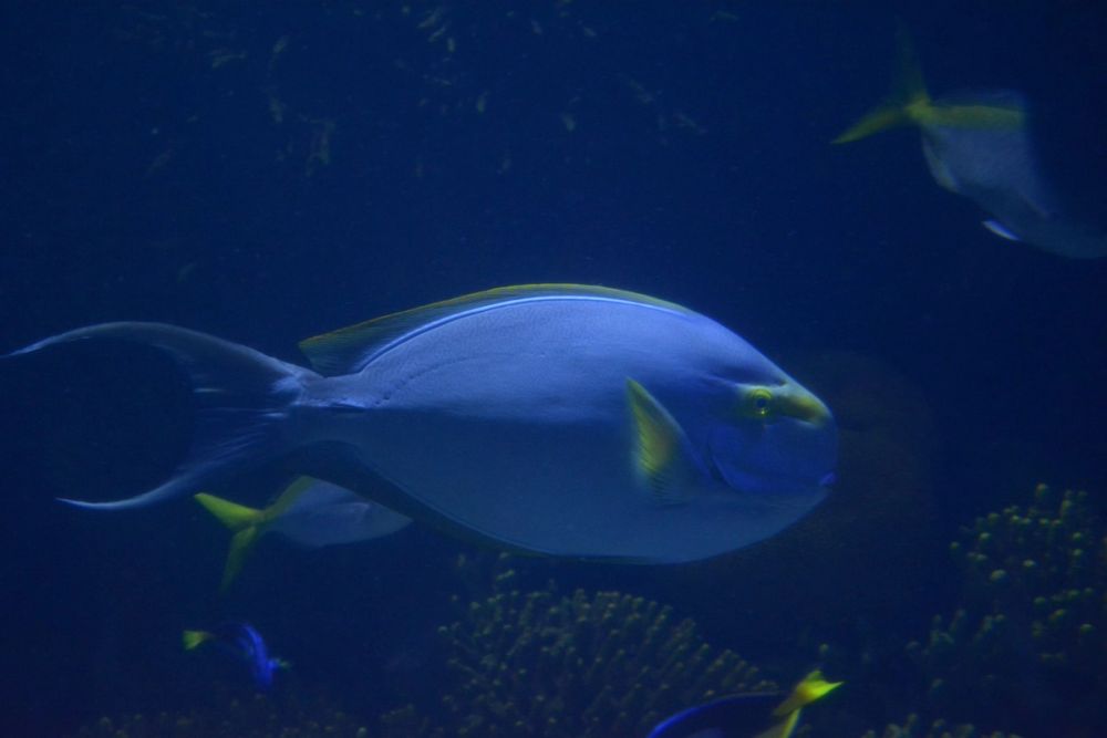 Oceanografic 2022