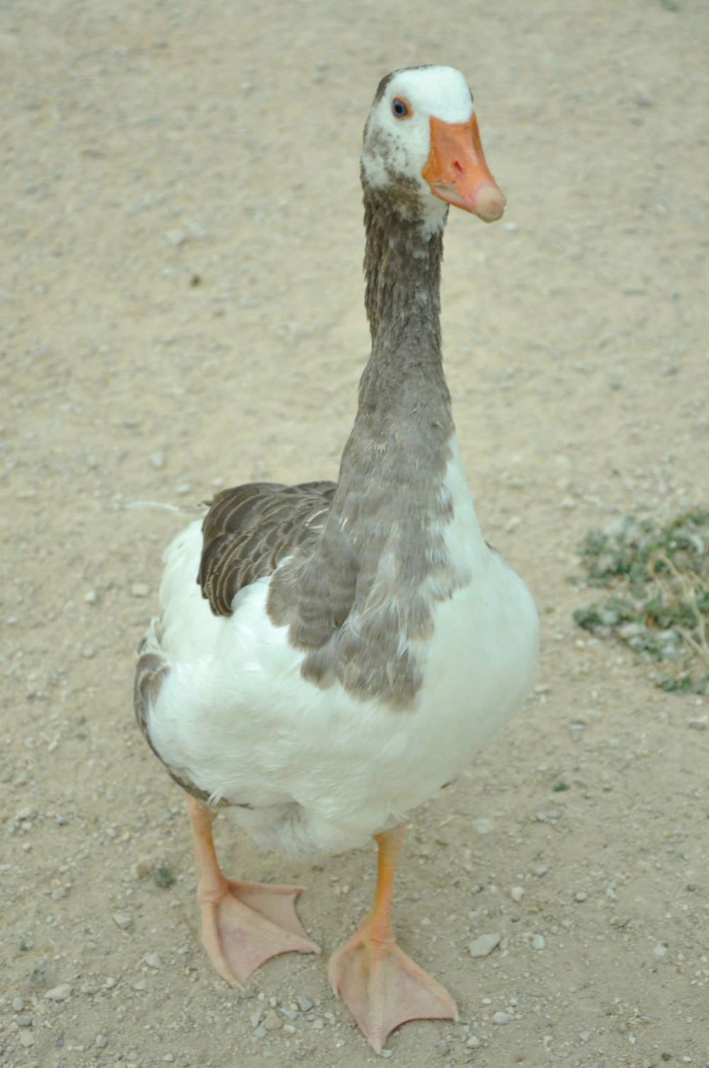 Ocas y patos en parque polvoranca (Leganes) 30-08-2014