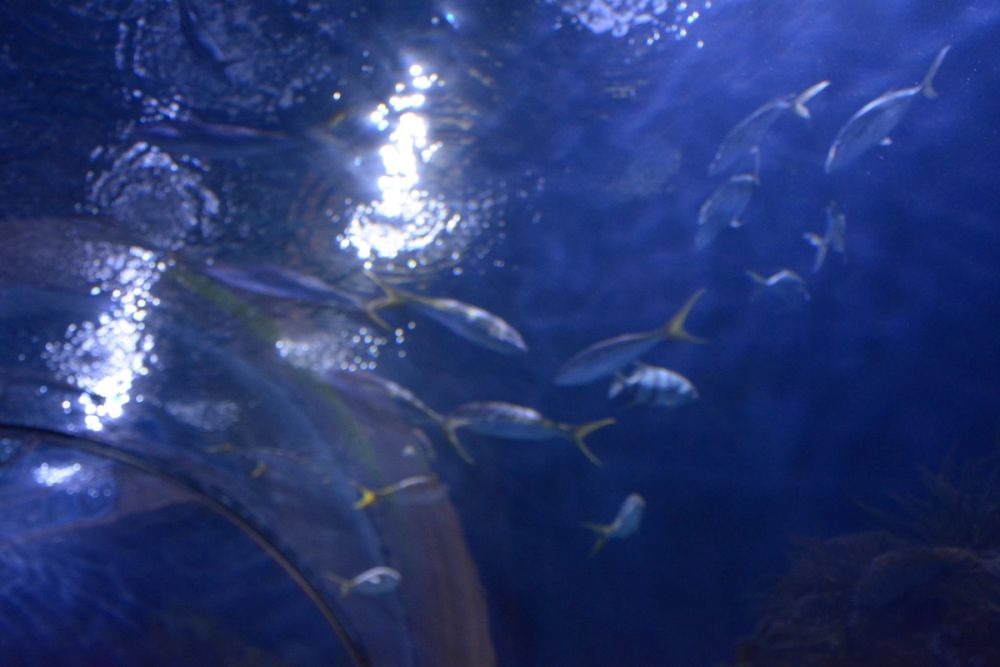 Oceanografic 2022