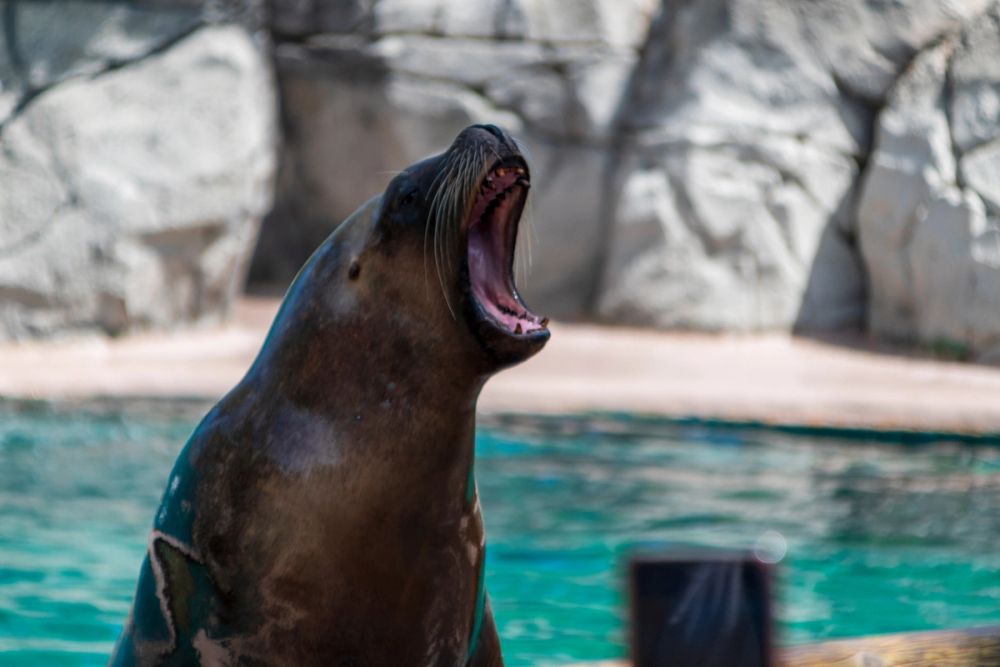 Zoo 17-08-2024