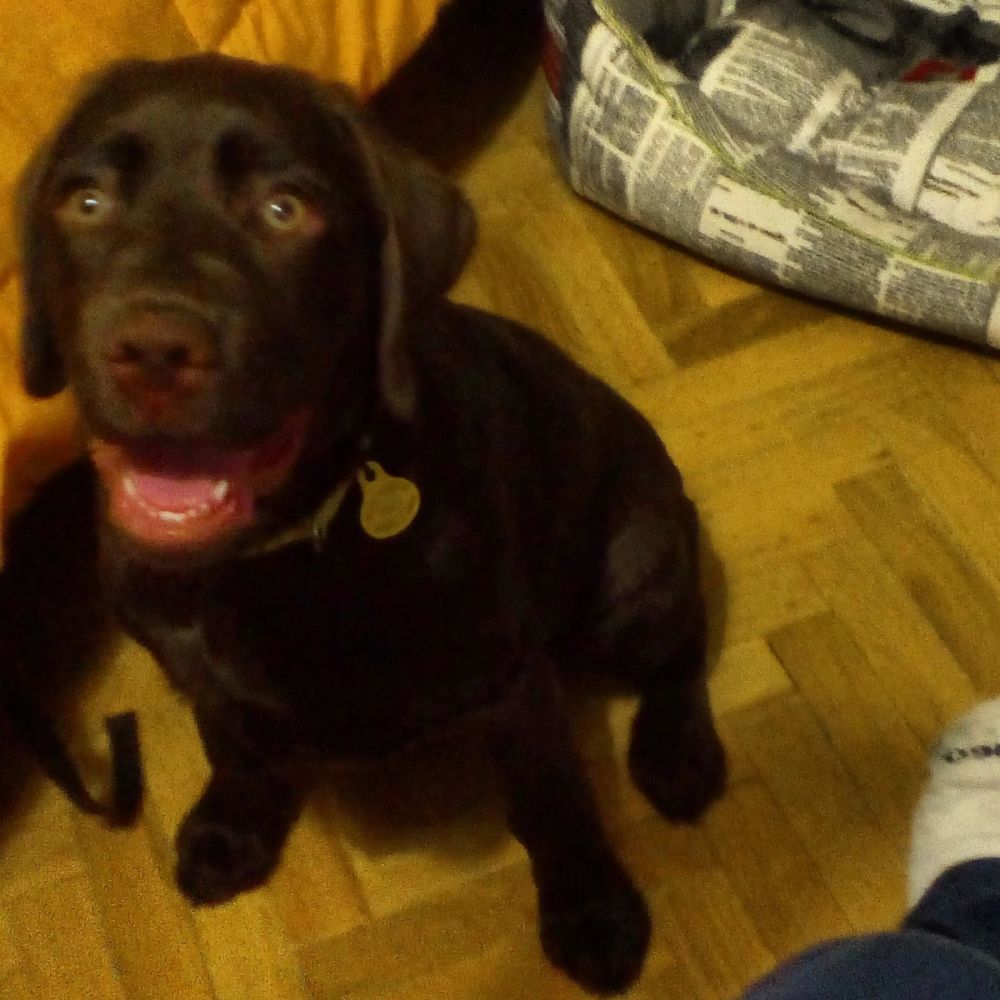 baby Conan