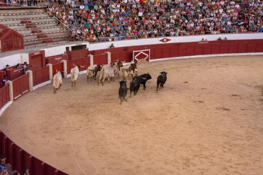 Toros en Colmenar Viejo 22-08-2019