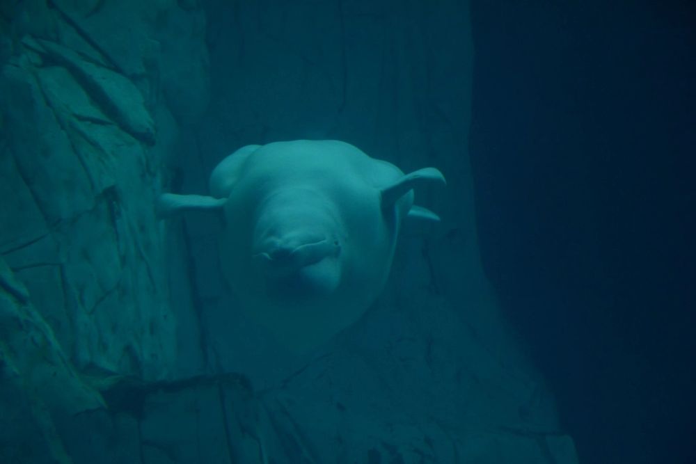 Oceanografic 2022