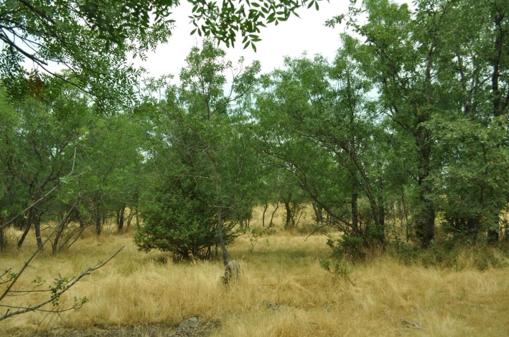 Berrecil de la sierra 10-07-2013