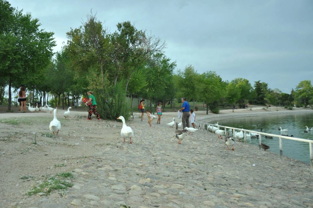 Ocas y patos en parque polvoranca (Leganes) 30-08-2014