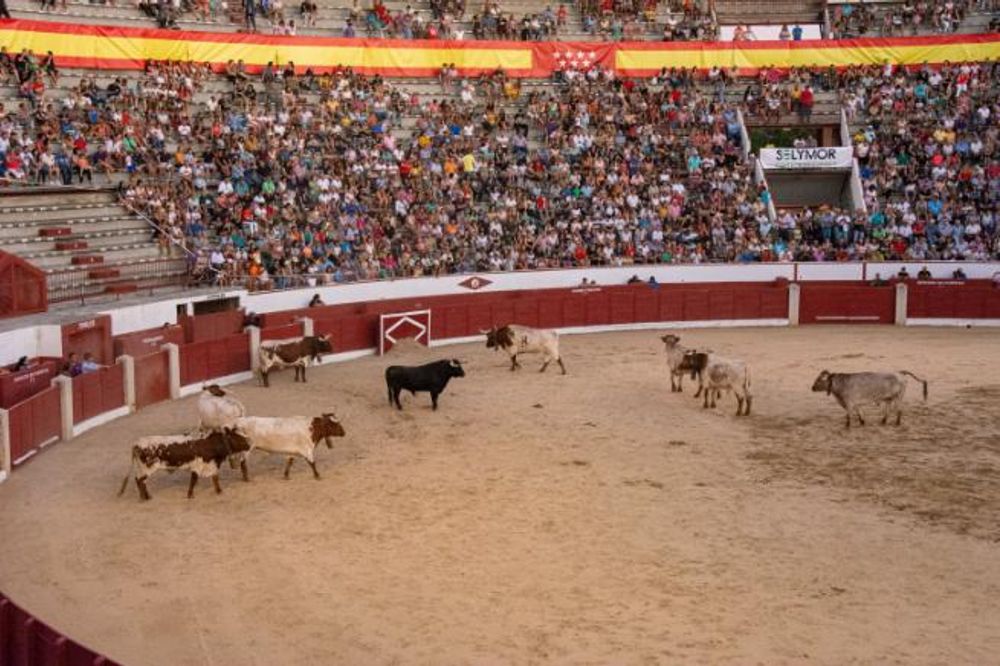 Toros en Colmenar Viejo 22-08-2019