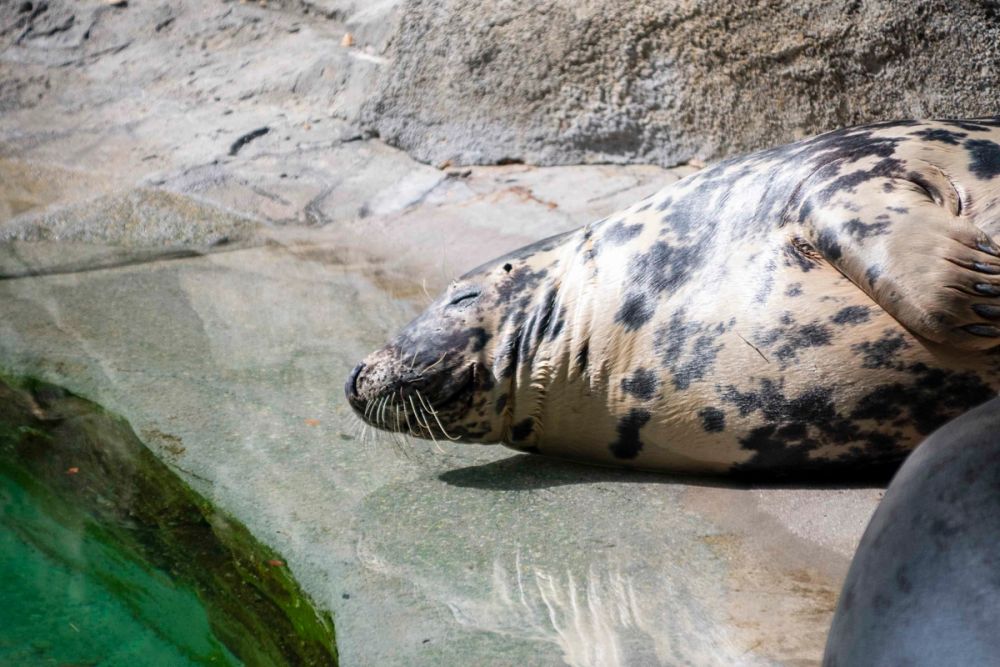 Zoo 29-07-2026