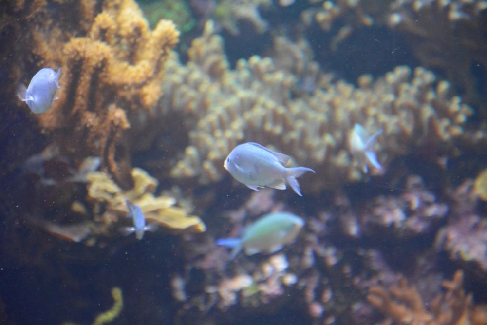 Oceanografic 2022