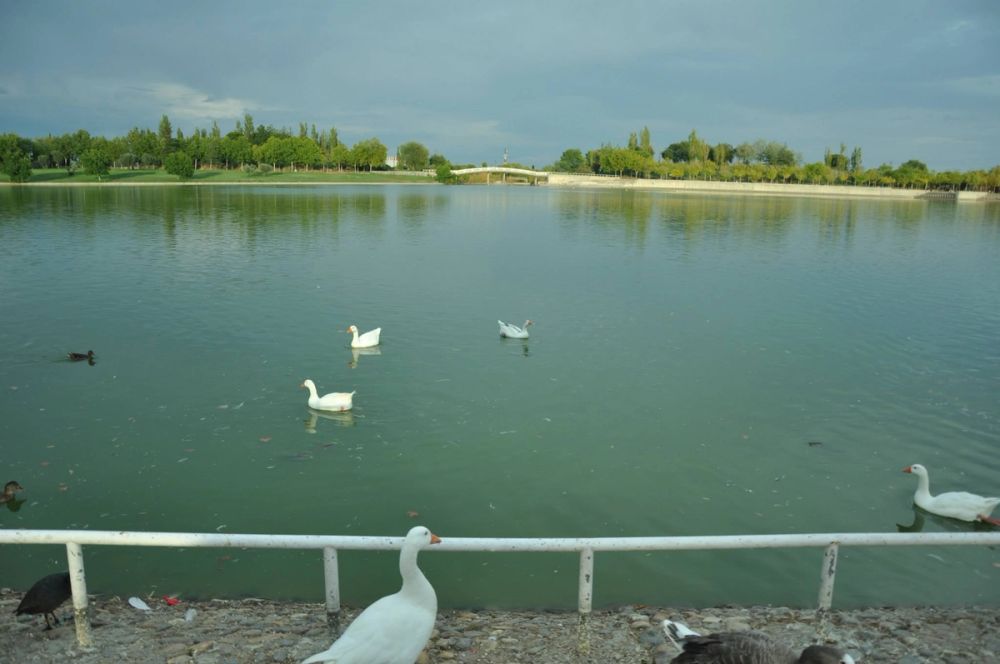 Ocas y patos en parque polvoranca (Leganes) 30-08-2014