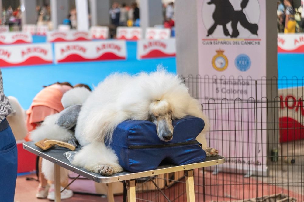 Perretes de la Exposicion canina (ciudad real) 02-06-2024