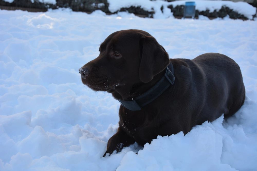 Conan en la nieve (leganes) 2021