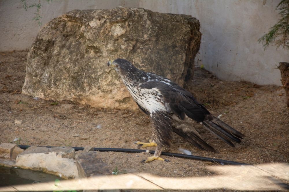 Zoo de Lillo 03-09-2022