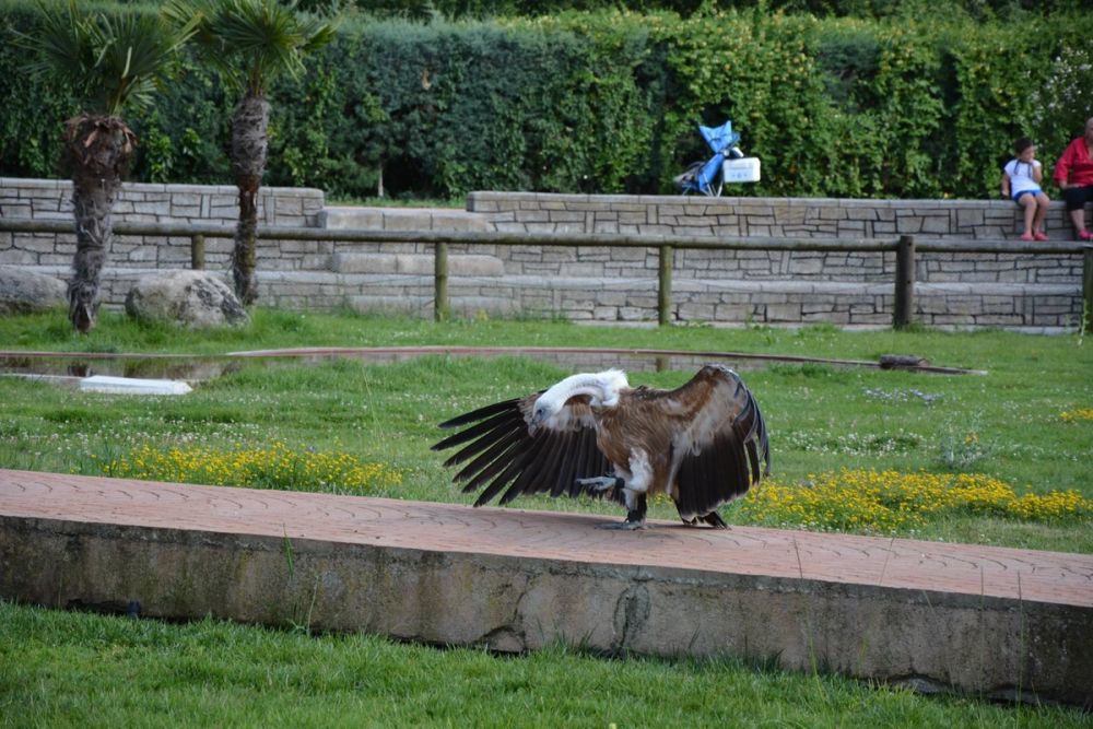 zoo 07-07-2018