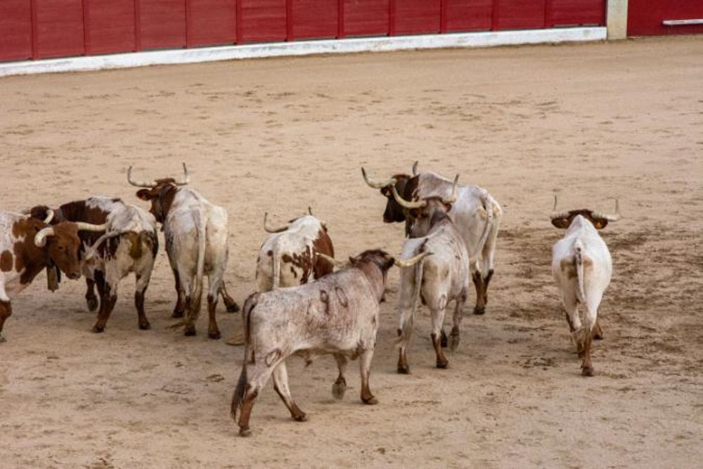 Toros en Colmenar Viejo 22-08-2019