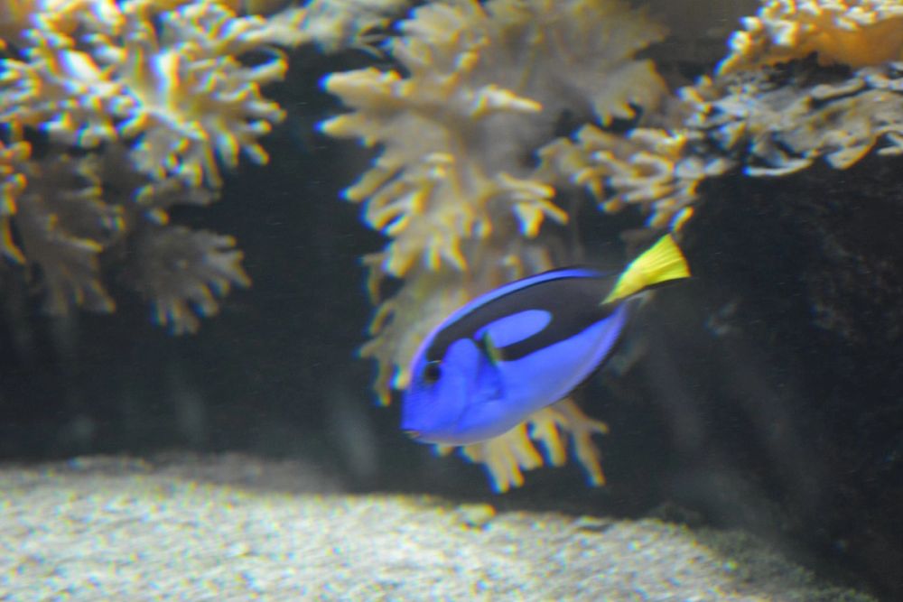 zoo 07-07-2018