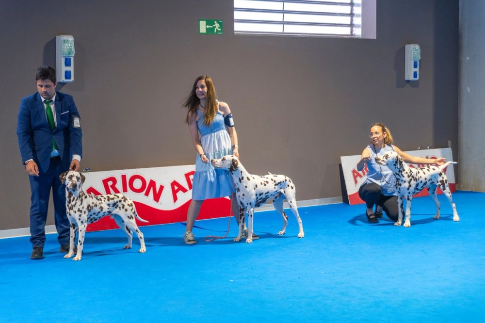 Exposicion canina (ciudad real) 02-06-2024