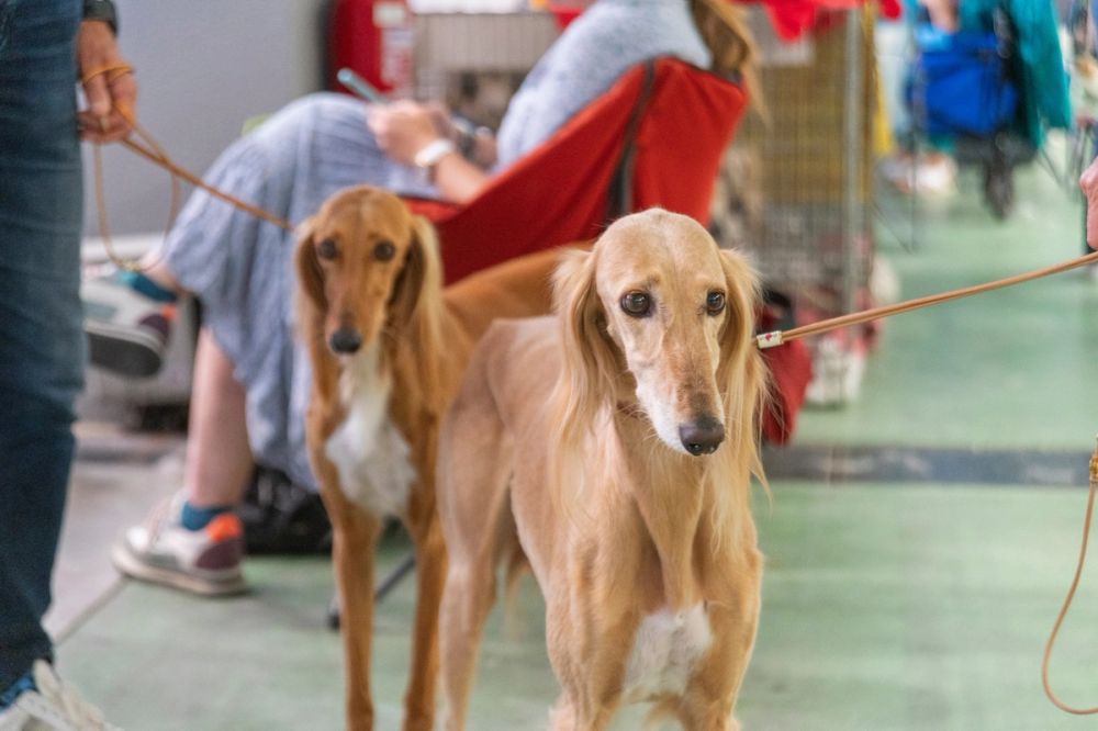 Perretes de la Exposicion canina (ciudad real) 02-06-2024