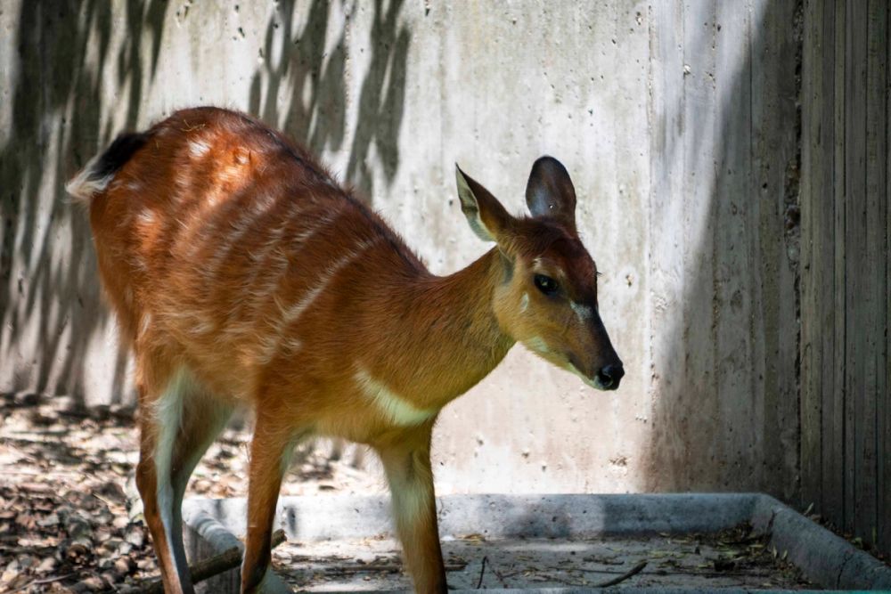 Zoo 29-07-2026