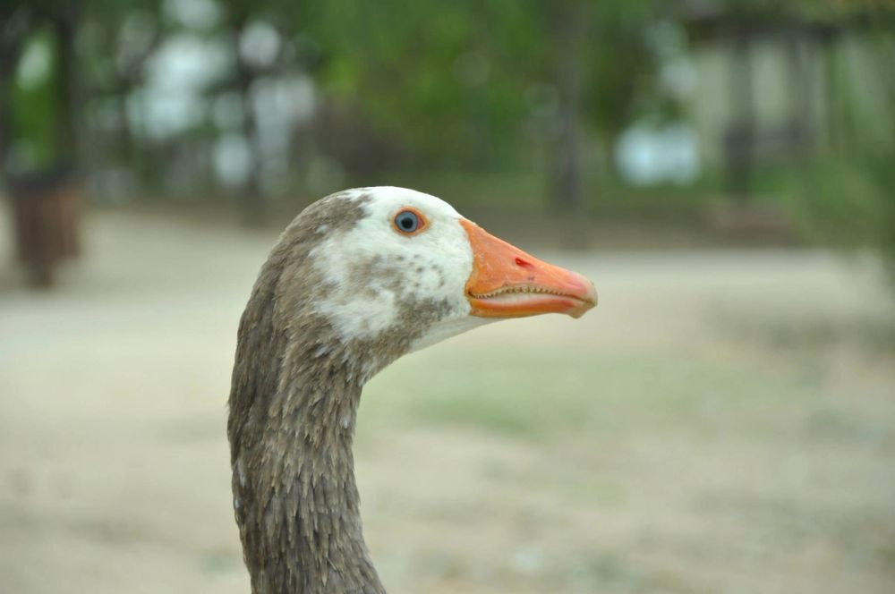 Ocas y patos en parque polvoranca (Leganes) 30-08-2014