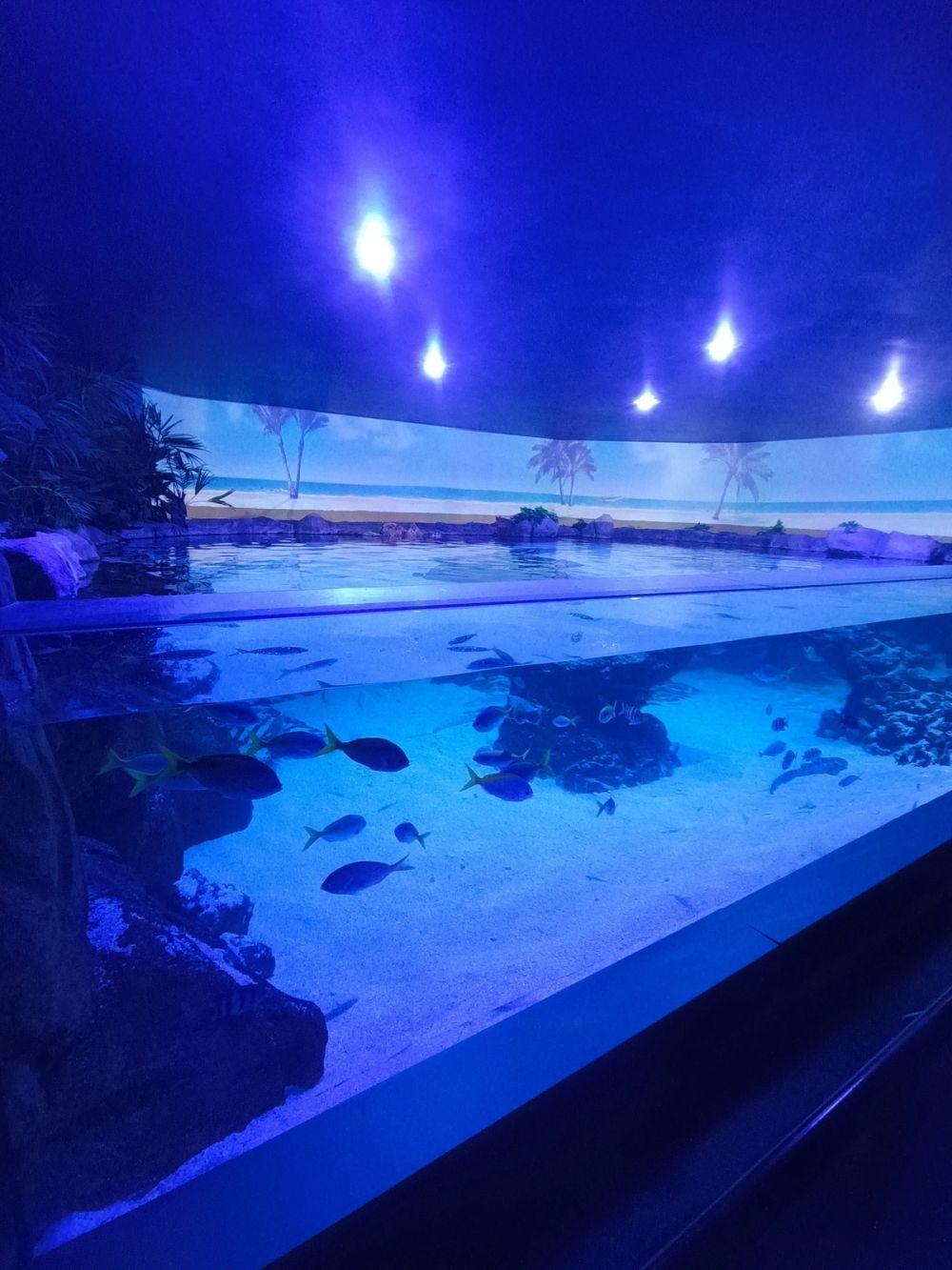Atlantus aquarium Xanadu 05-08-2023