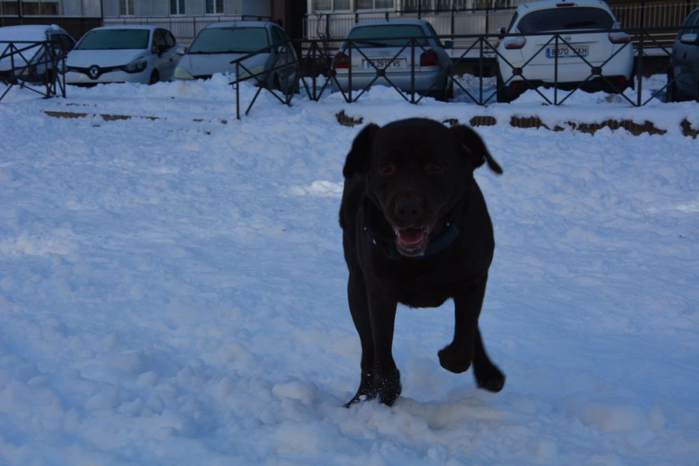 Conan en la nieve (leganes) 2021