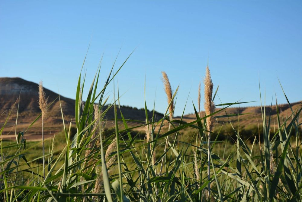 Lagunas de la guardia y Ermita del Santo Niño (La guardia) 2020