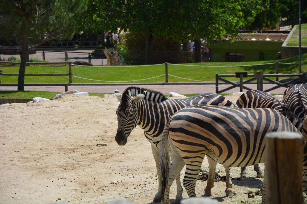 zoo 07-07-2018