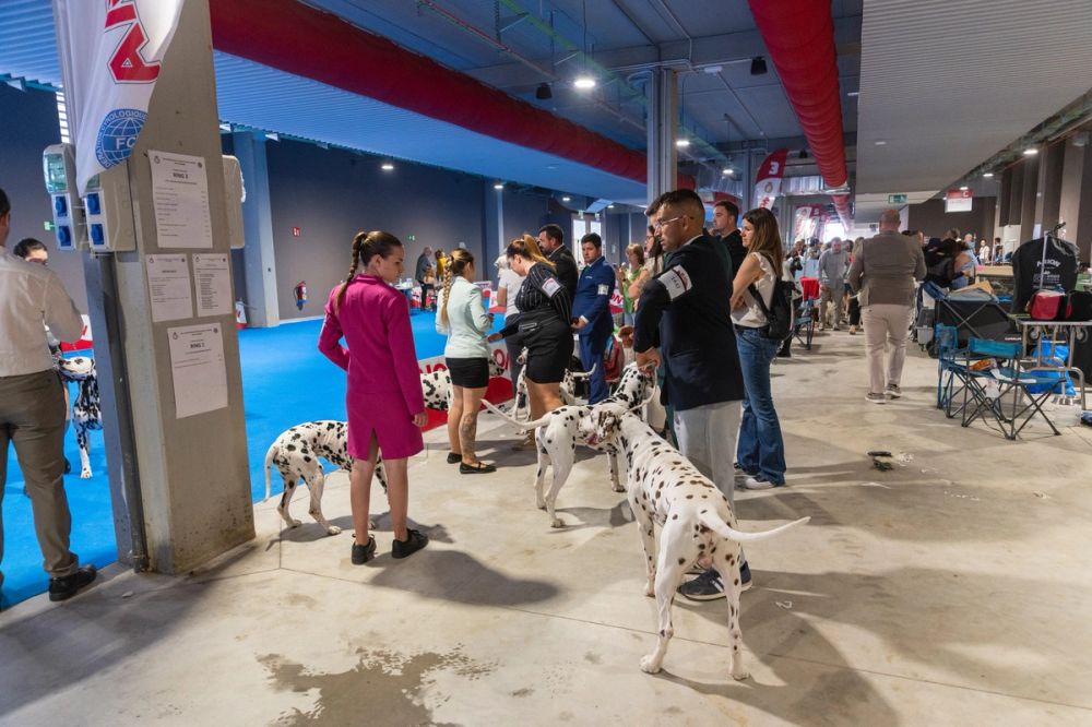 Exposicion canina (ciudad real) 02-06-2024