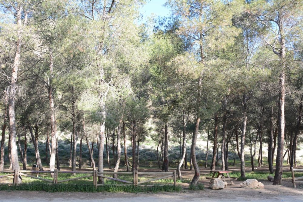 Parque del Pacadar (Rivas-vaciamadrid) 09-03-2017