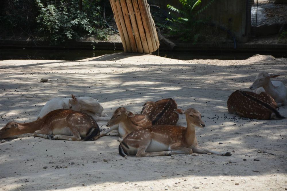 zoo 07-07-2018
