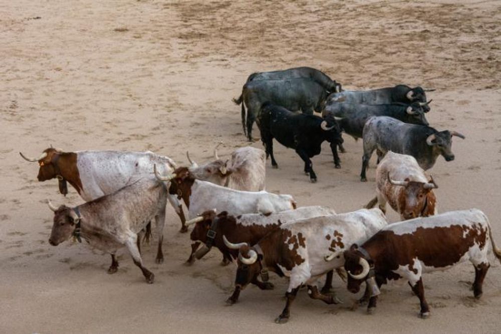 Toros en Colmenar Viejo 22-08-2019