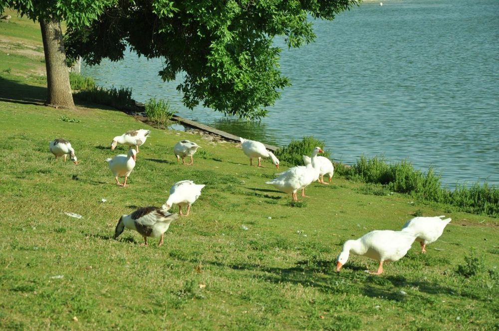 Ocas y patos en parque polvoranca (Leganes) 28-05-2015