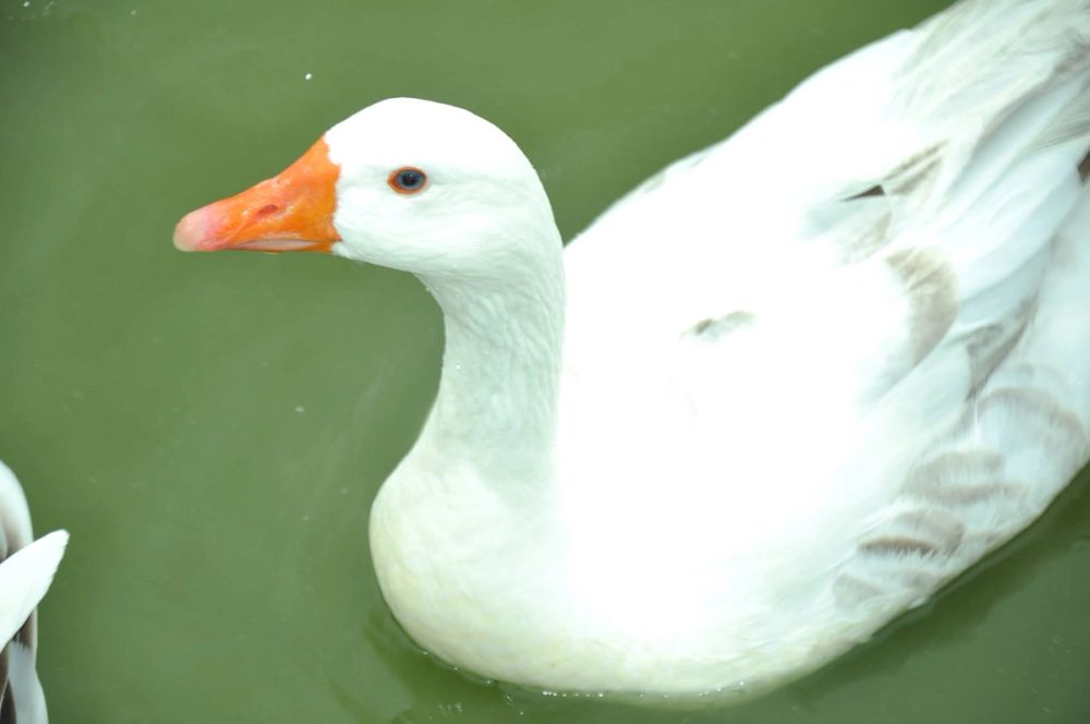 Ocas y patos en parque polvoranca (Leganes) 30-08-2014