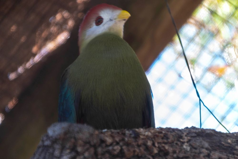 Faunia 04-08-2026
