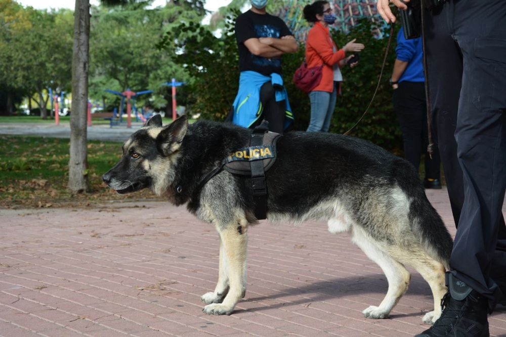 V ruta canina de Leganes 20-09-2020