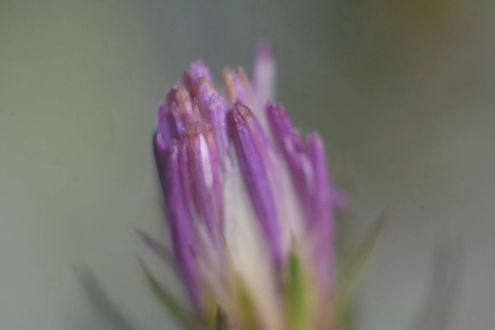 Fotografia Macro 03-04-2021