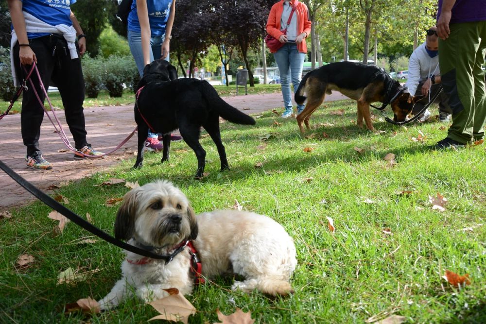 V ruta canina de Leganes 20-09-2020