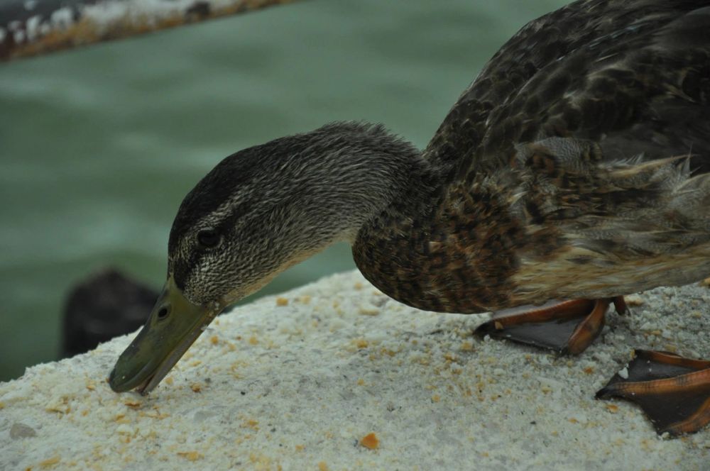 Ocas y patos en parque polvoranca (Leganes) 30-08-2014
