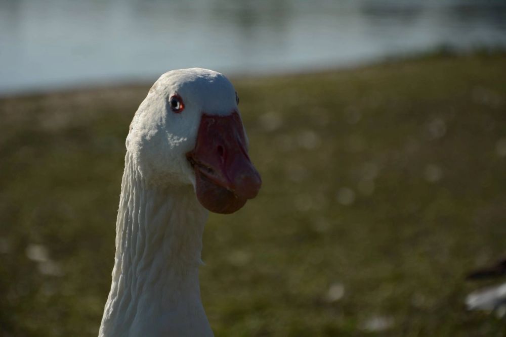 Ocas, patos y carpas en parque polvoranca (Leganes) 18-03-2017