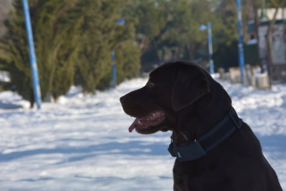 Conan en la nieve (leganes) 2021