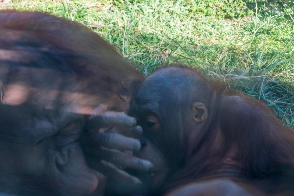 Zoo 17-08-2024