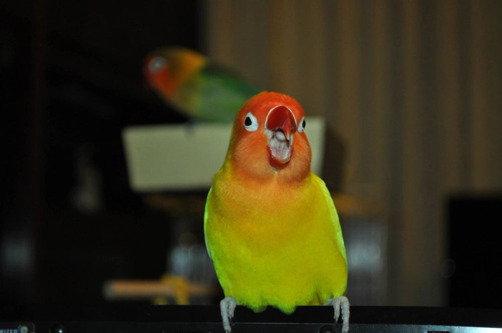 kuko y kiwi