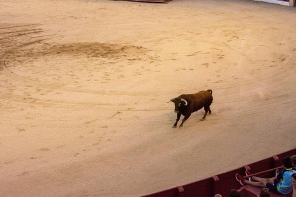 Toros en Colmenar Viejo 22-08-2019