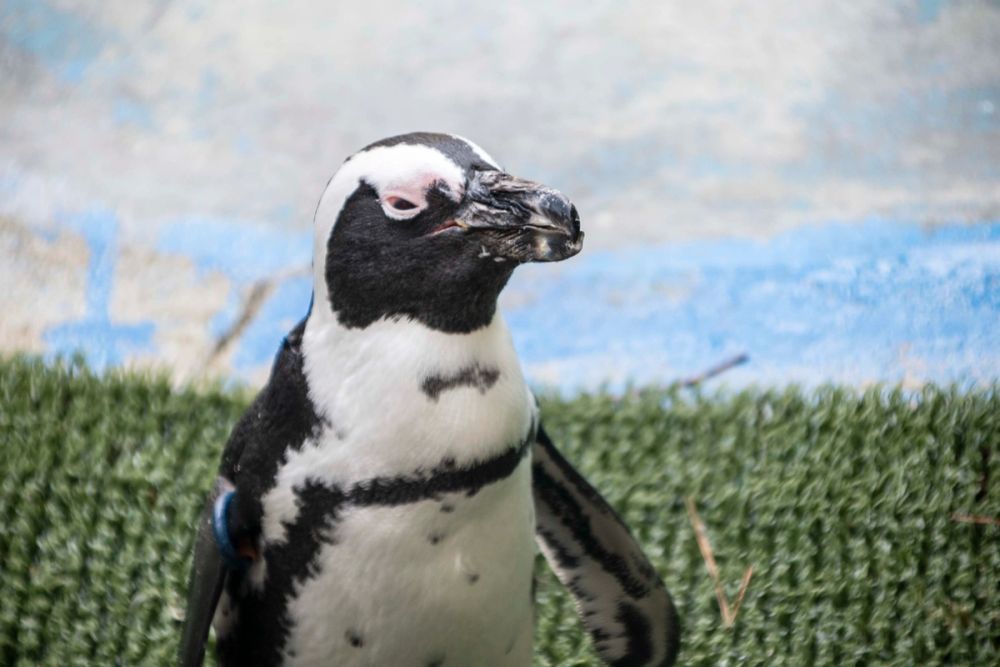 Zoo 29-07-2026