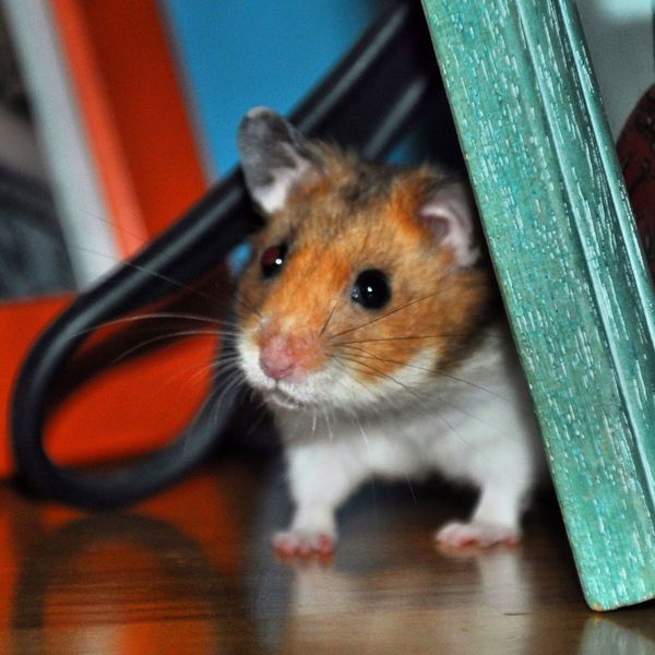 Peque