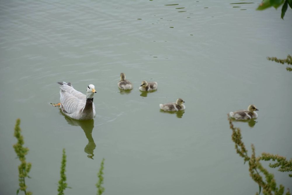 Naturaleza Parque polvoranca (Leganes) 10-06-2019